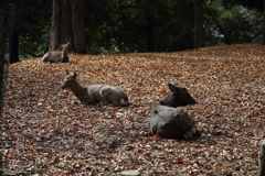 晩秋　奈良公園