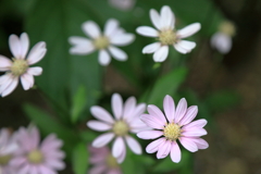 小さい花