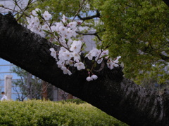 桜ノ宮　百花繚乱