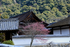 花開く長谷寺