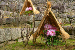 長谷寺の寒牡丹