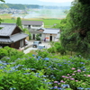 アジサイ遠景