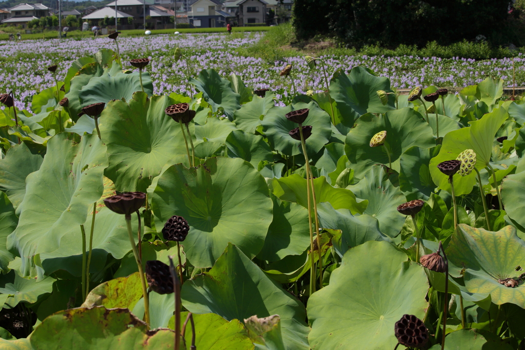 蓮の花後