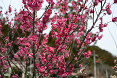 梅の花