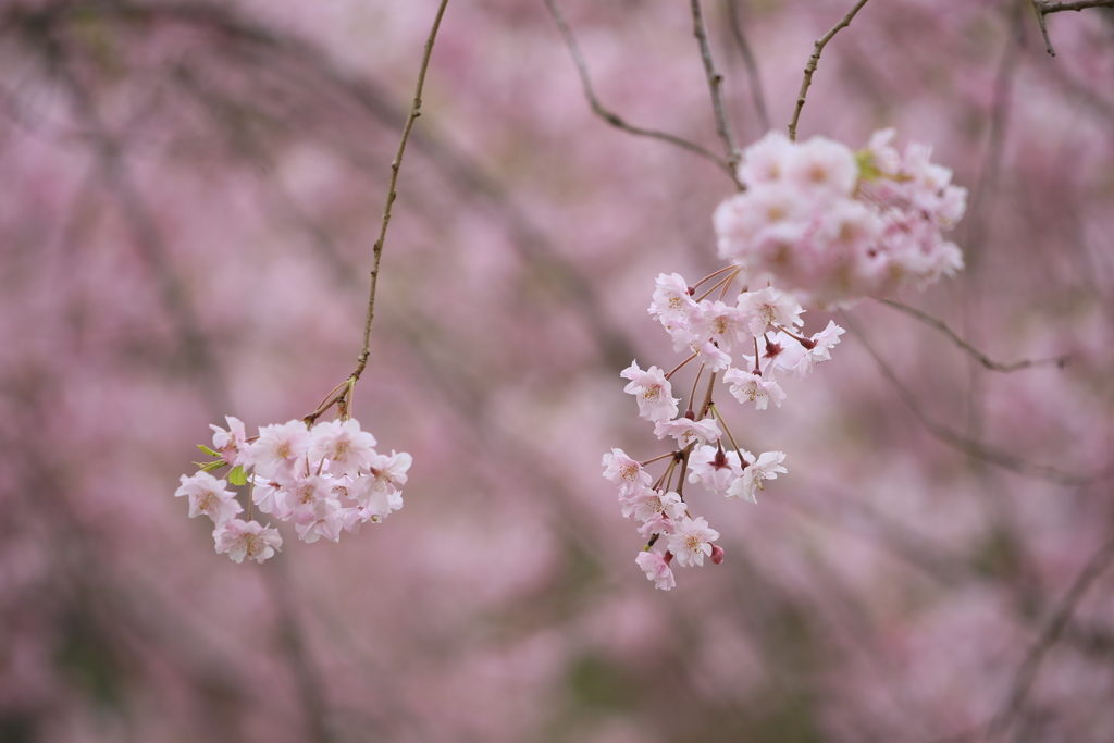 Pink on Pink