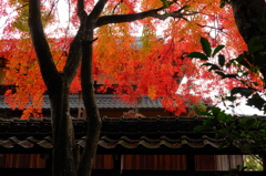 積田神社の紅葉