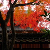 積田神社の紅葉