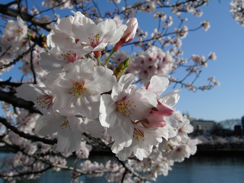 桜ノ宮　桜が満開