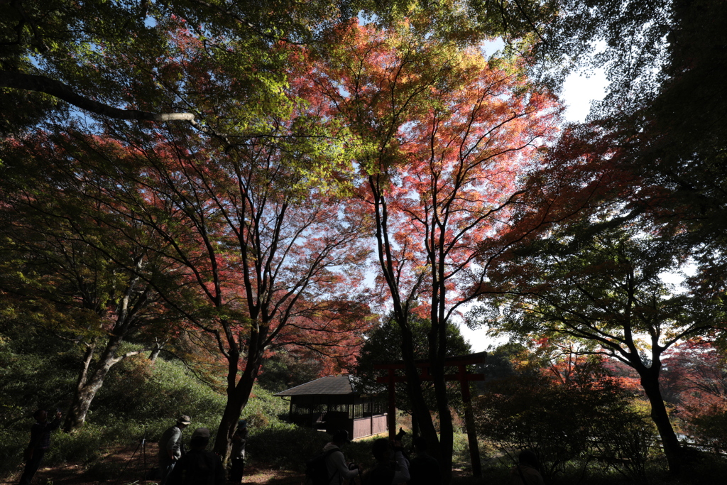 錦の野山