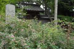 奈良　秋篠寺