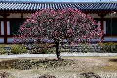 西の京へ梅見