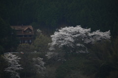 惜桜