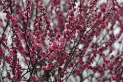 梅の花