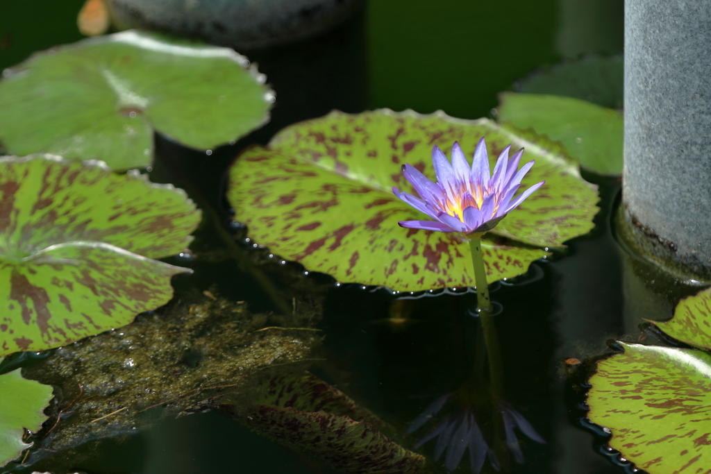 夏の花