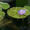 夏の花