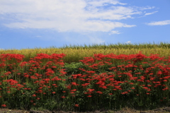 葛城・彼岸花