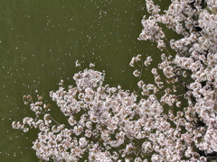 大川の桜
