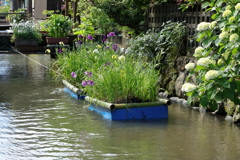 水路の花筏