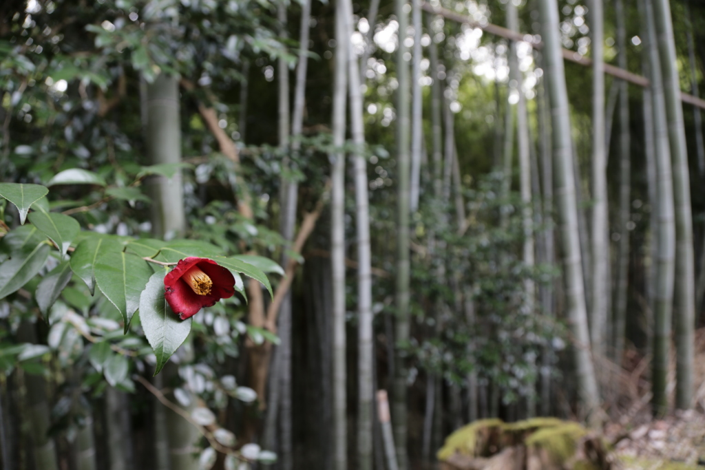 春待ち　長谷寺の花