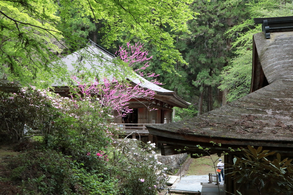 室生寺に春来る