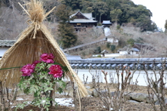 長谷寺　寒牡丹