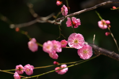 梅の花