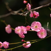 梅の花