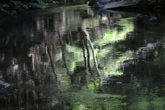 緑の水面