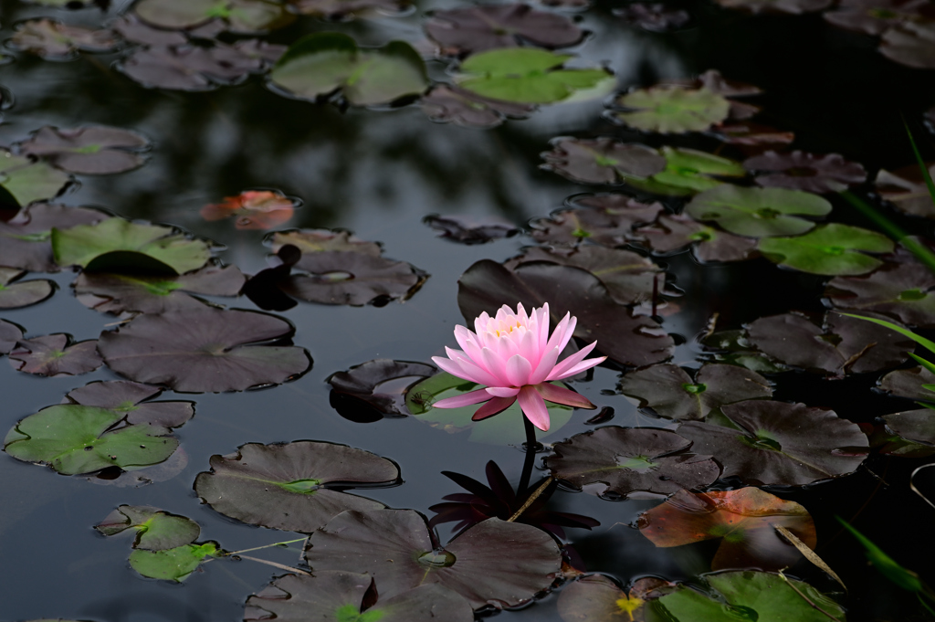 水辺の花