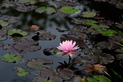 水辺の花