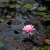 水辺の花