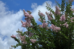 夏の空