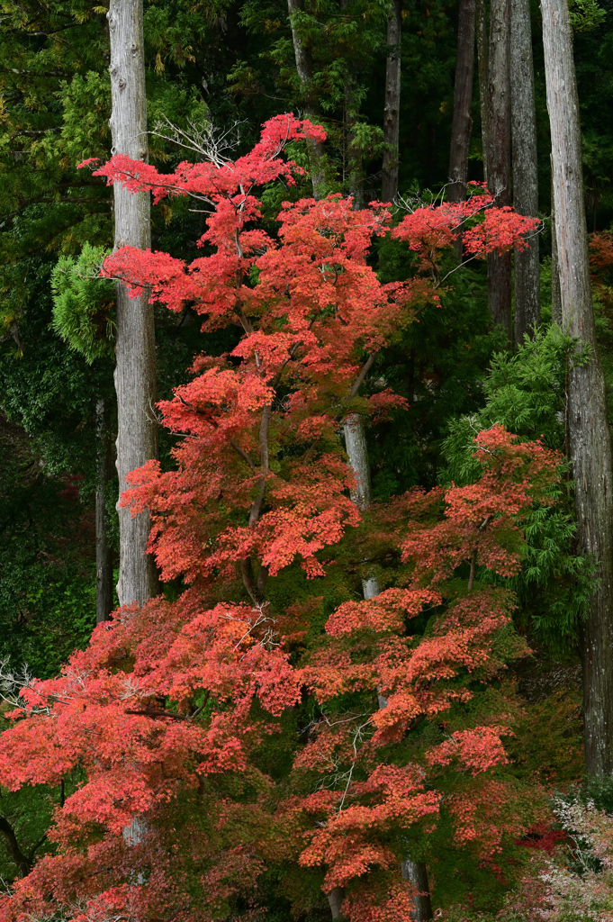 長谷寺　秋景色