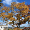秋の葉っぱ