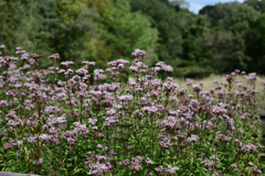 フジバカマ フジバカマ