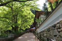 ５月の長谷寺　新緑