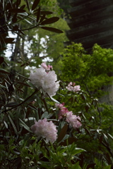 飛鳥・岡寺の石楠花