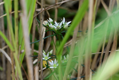 ススキの山 ススキの山