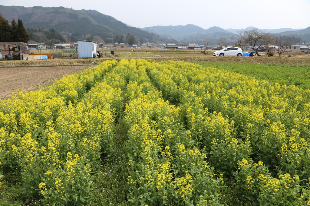 花を探して赤目へ