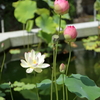 夏の花