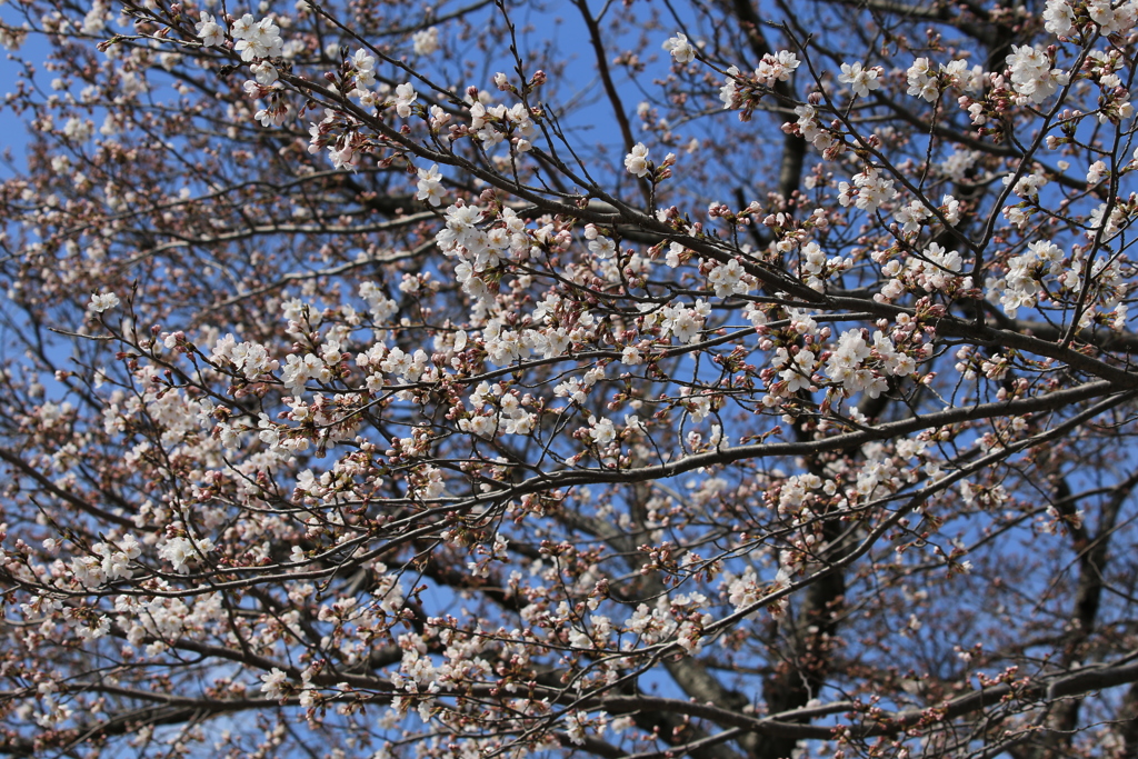 花を探して赤目へ
