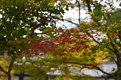 長谷寺　秋景色