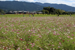 藤原宮跡のコスモス