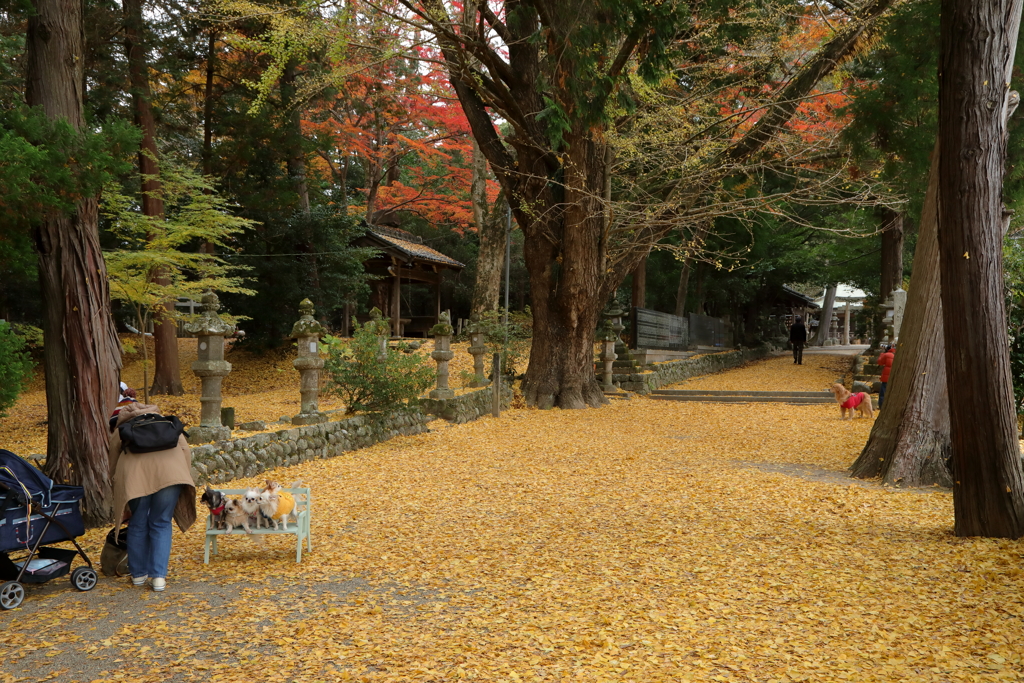 積田神社　集合写真