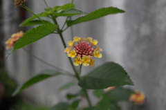 街かどの花