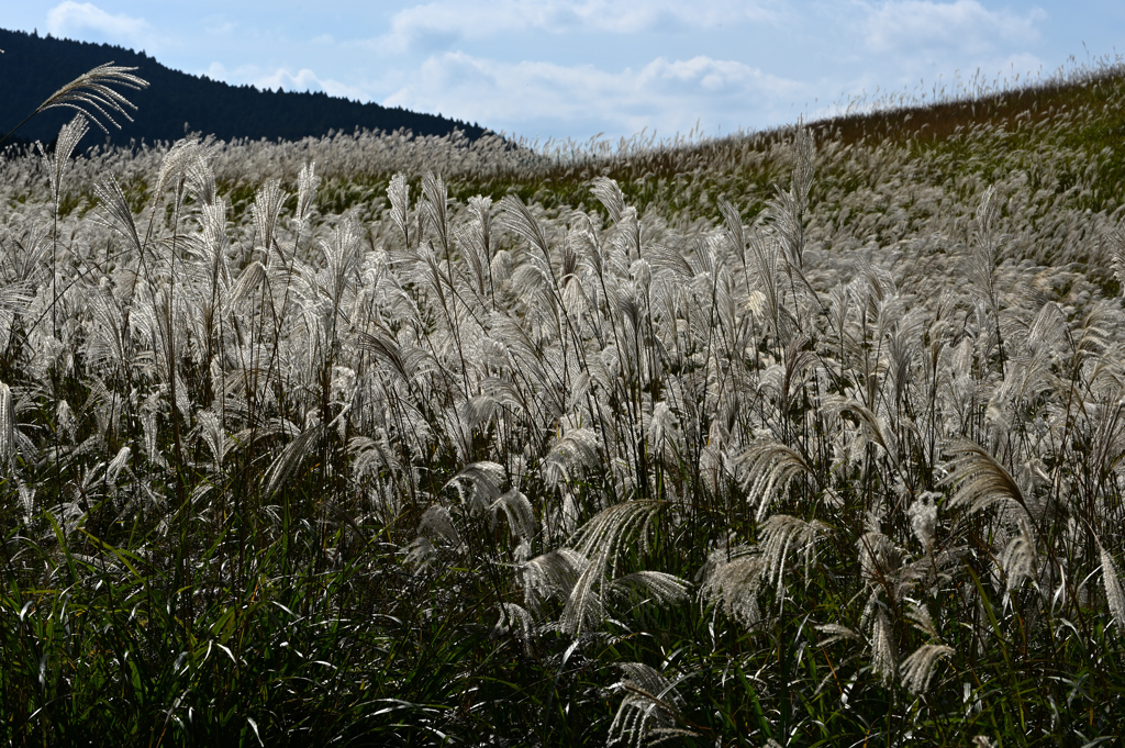ススキの山