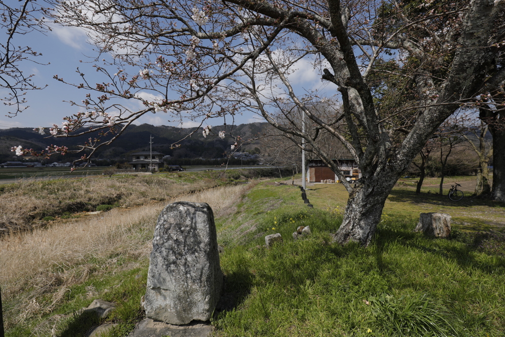 桜咲く頃