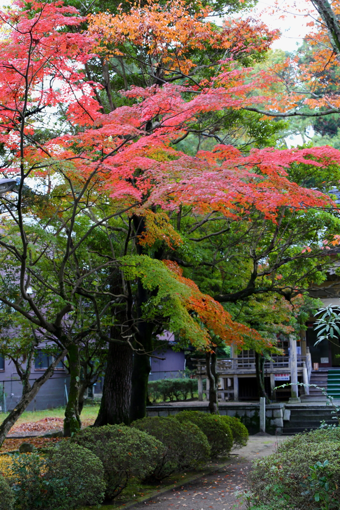 伊賀の紅葉