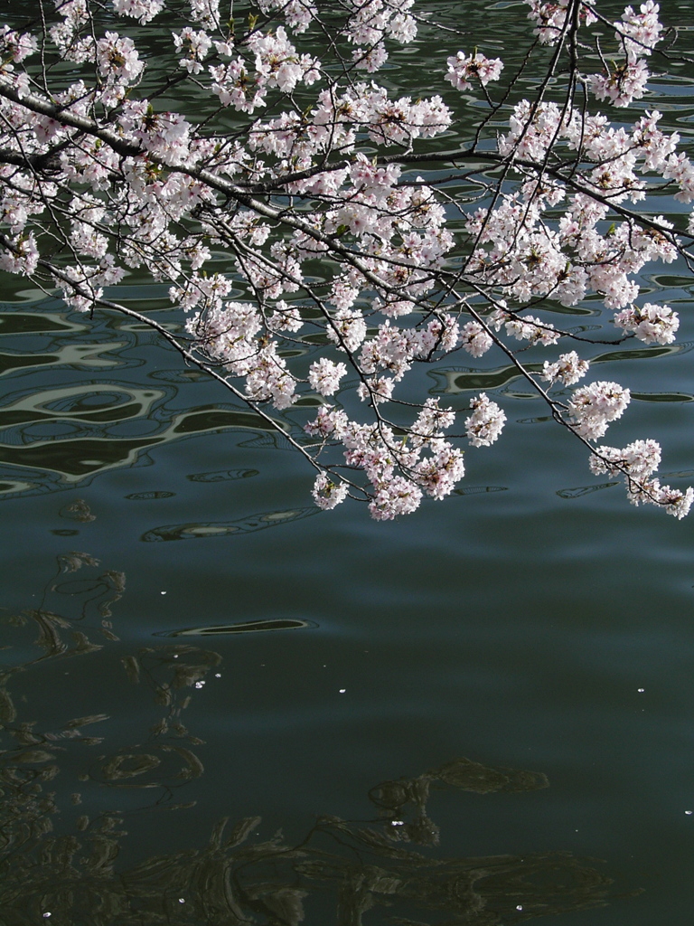 桜ノ宮の桜咲く