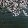 桜ノ宮の桜咲く
